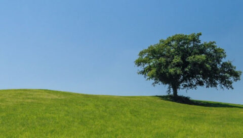 Environment